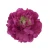 Sztuczna piwonia rozwinięta w kolorze fuksji 15 cm