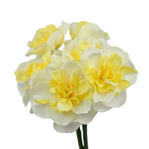 Sztuczna wiązka żonkili w kolorze kremowo-żółtym 37 cm