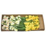 Karton bukietu narcyza mix kolorów 57 cm