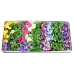 Karton bukietu bratka mix kolorów 30 cm