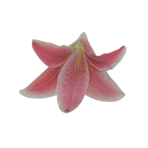 Sztuczna główka lilii w kolorze ciemnym różu 17 cm