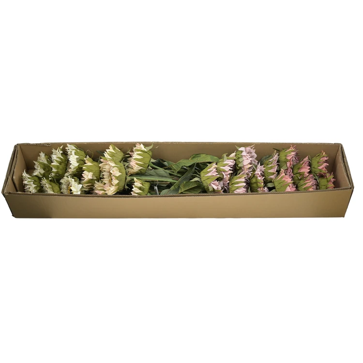 Karton słonecznika gałązkowego mix kolorów 77 cm