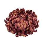 Sztuczna duża chryzantema w kolorze bordowo/złotym 16 cm