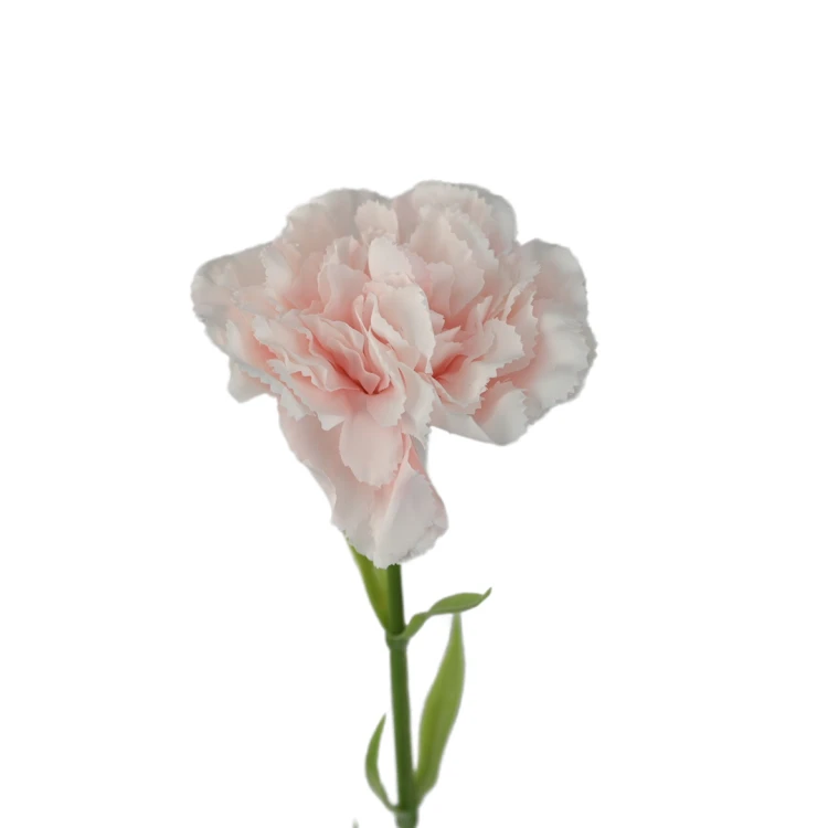 Kwiat sztuczny pojedynczy goździk x12 w kolorze jasno brzoskwiniowym 68 cm