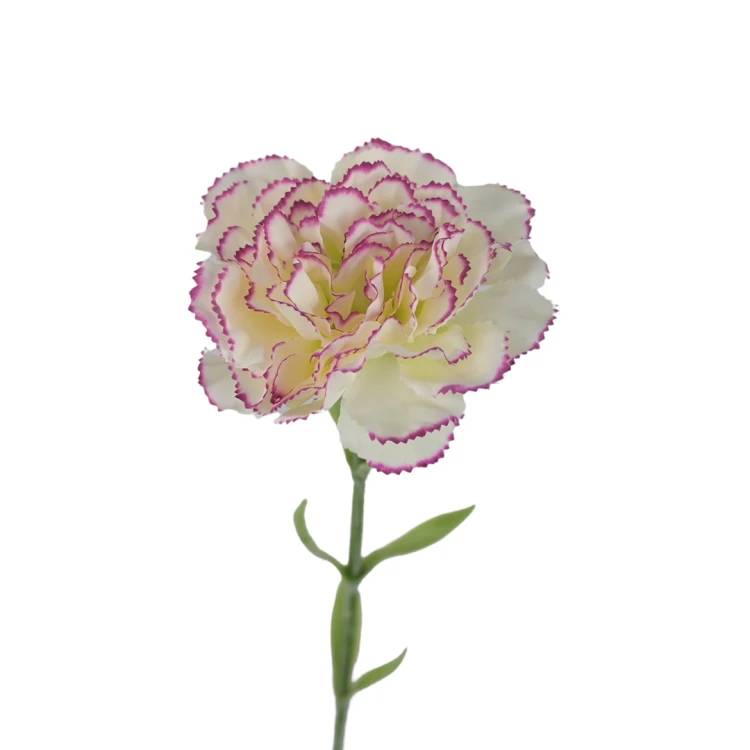 Kwiat sztuczny pojedynczy goździk w kolorze kremowo/fuksji 68 cm