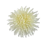 Kwiat sztuczny, chryzantema strzępiata w kolorze kremowym 19 cm