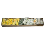 Karton narcyza pojedynczego w wiązce mix kolorów 40 cm