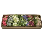 Karton bukietu czosnku x6 mix kolorów 44 cm