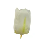 Sztuczny tulipan w kolorze białym 6 cm