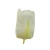 Tulipan 6 cm