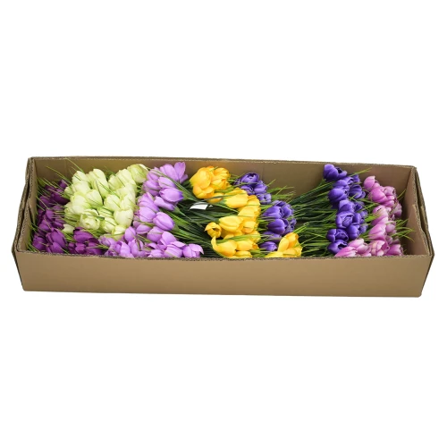 Bukiet krokus mix 1 w różnych kolorach x12