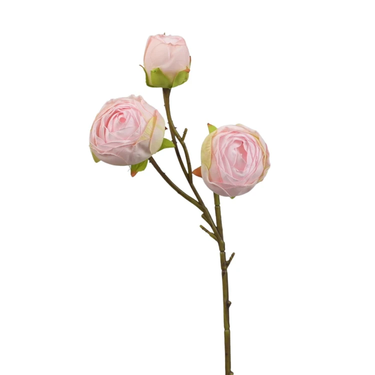 Pełnik 40 cm