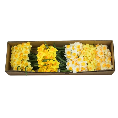 Karton bukietu żonkila mix kolorów 50 cm