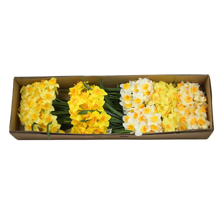 Karton bukietu żonkila mix kolorów 50 cm