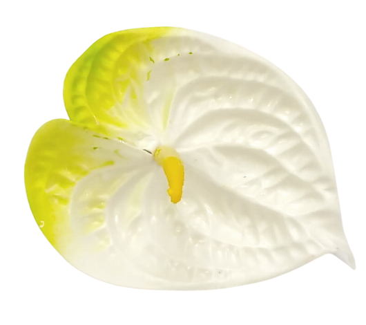 Anturium w kolorze biało-zielonym 16 cm