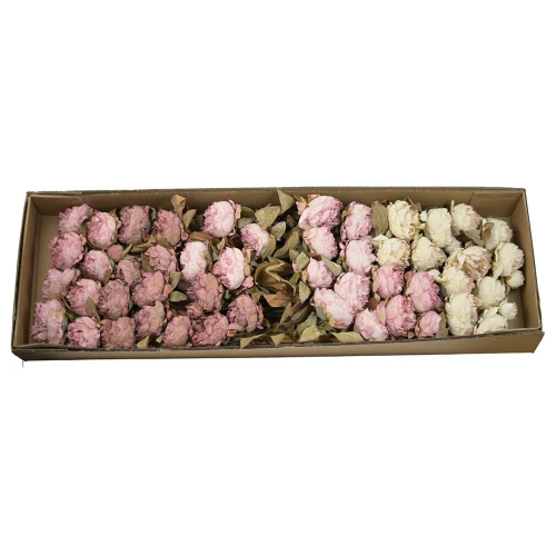 Karton piwonii gałązkowej mix kolorów 70 cm