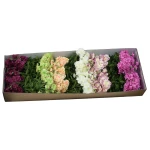 Karton bukietu goździków mix kolorów 40 cm