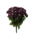 Sztuczny bukiet astrów mix 5 w kolorze ciemnym fiolecie 40 cm