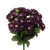Sztuczny bukiet astrów mix 5 w kolorze ciemnym fiolecie 40 cm