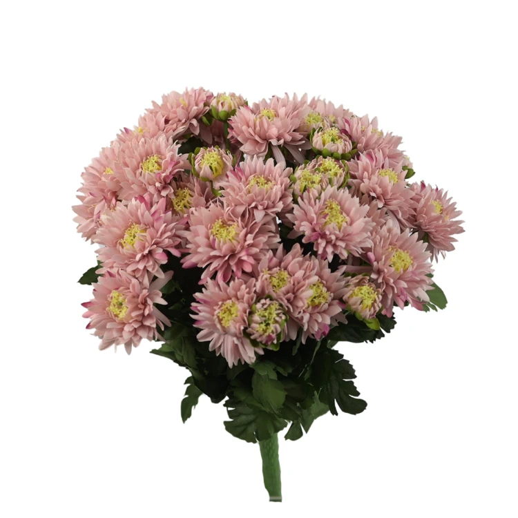 Sztuczny bukiet astrów mix 5 w kolorze delikatnym brązie 40 cm