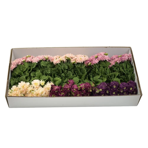 Karton bukietów astrów mix 5