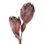 Sztuczna protea piankowa w kolorze czerwonym 100 cm