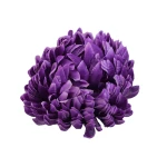 Sztuczna chryzantema ananas w kolorze fioletowo/kremowym 14 cm