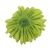 Sztuczna chryzantema ananas w kolorze zielonym 14 cm