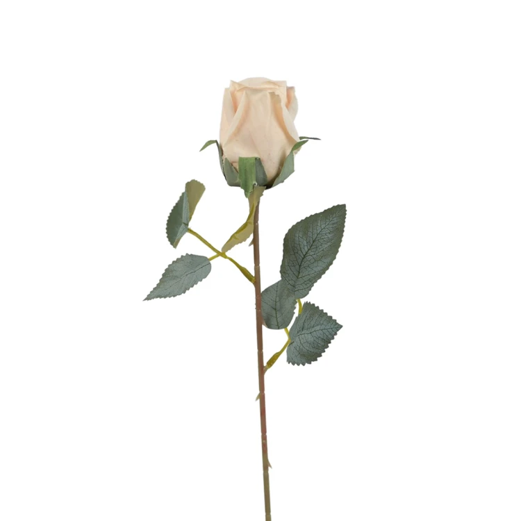 Róża pojedyncza 50 cm