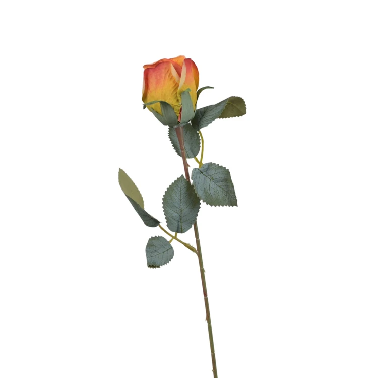 Róża pojedyncza 50 cm