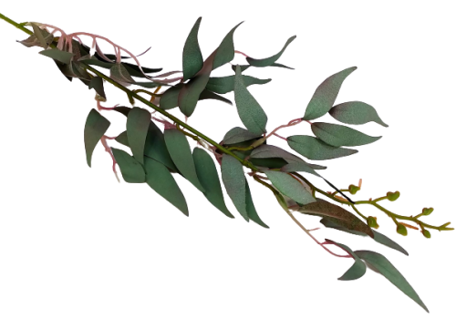 Gałązka ruskus w kolorze fioletowo-zielonym 60 cm