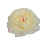 Sztuczna głowa piwonii w kolorze waniliowym 16 cm