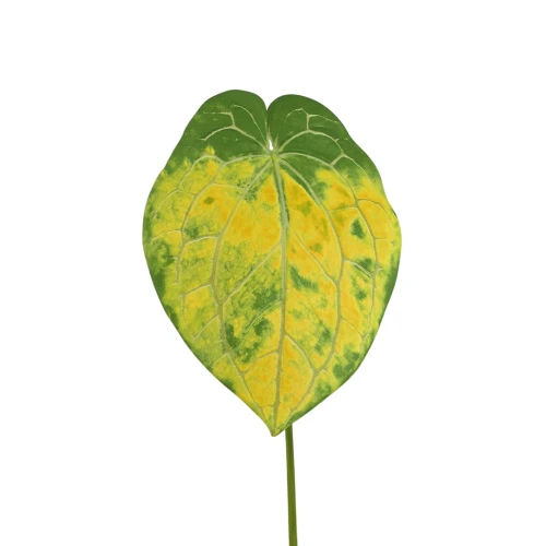 Sztuczny liść gumowy okrągły w kolorze zielono/żółtym 90 cm