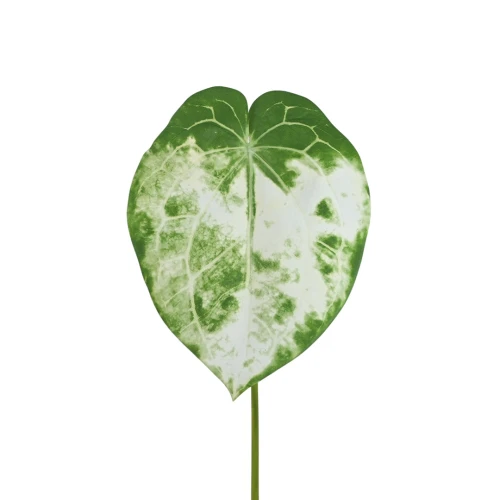 Sztuczny liść gumowy okrągły w kolorze zielono/białym 90 cm