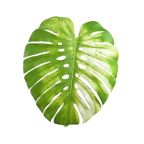 Liść monstera 120 cm