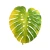 Liść monstera 120 cm