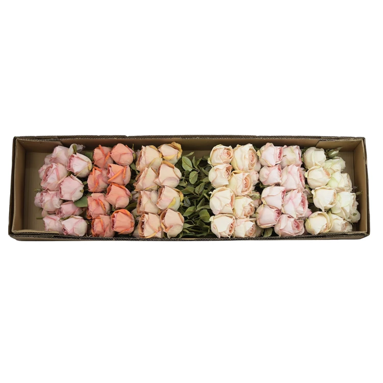 Karton róży gałązkowej mix kolorów 65 cm