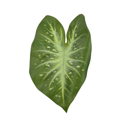 Sztuczny gumowy liść kaladium w kolorze zielonym 28 cm