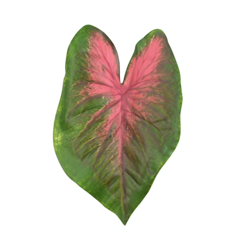 Sztuczny gumowy liść kaladium w kolorze zielono/różowym 28 cm