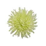 Kwiat sztuczny, chryzantema strzępiata w kolorze jasno zielonym 19 cm