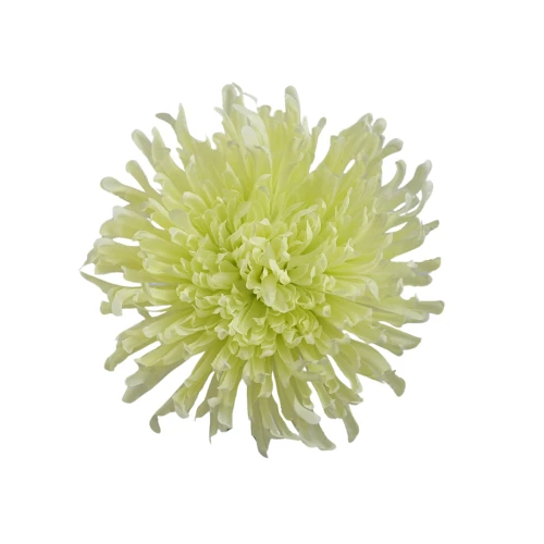 Kwiat sztuczny, chryzantema strzępiata w kolorze jasno zielonym 19 cm