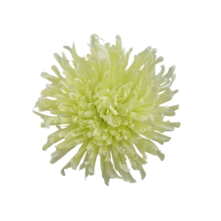 Kwiat sztuczny, chryzantema strzępiata w kolorze jasno zielonym 19 cm
