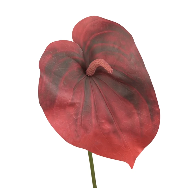 Sztuczne duże anturium w kolorze bordowym 86 cm