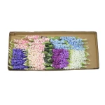 Karton pojedynczej lewkonii mix kolorów 72 cm