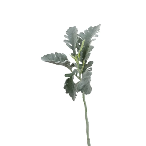 Sztuczny starzec w kolorze szaro zielonym