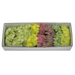 Karton piku czosnków mix kolorów 42 cm