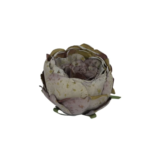 Piwonia 9 cm