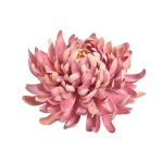 Sztuczna chryzantema strzępiasta w kolorze fiołkowo/różowym 16 cm