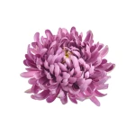 Sztuczna chryzantema strzępiasta w kolorze brudnym fiolecie 16 cm