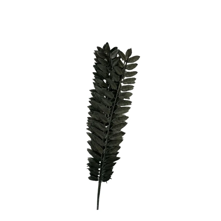 Paprotka 48 cm